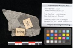 Foto (Objekt + Etikett) von Thinnfeldia lunzensis Ettingshausen (NHMW-GEO-2024-0188-10591)